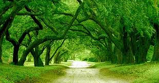 green tree path