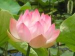 pink water lily