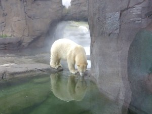 stock_polar_bear_stock_by_silentspook-d47hn4j