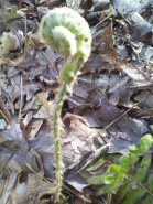 baby fern