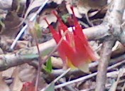 columbine